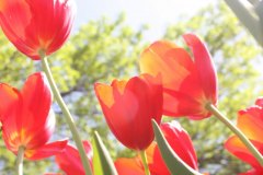 red tulips