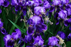 purple irises