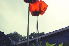 red poppies