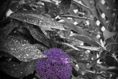 purple allium