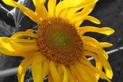 yellow sunflower