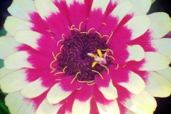 pink and yellow dahlia