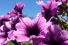 purple petunias