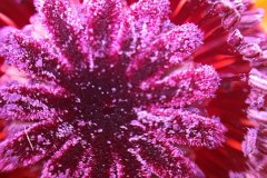 close up of flower