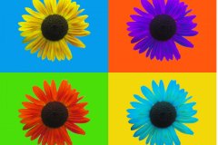 sunflowers