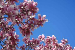 magnolia tree
