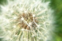 close up of dandelion