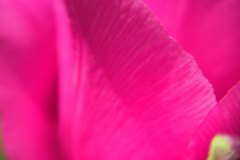 close up of pink tulip