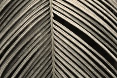 palm frond missing one
