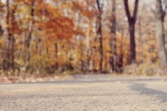 road and fall leaves