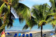 palm trees and ocean