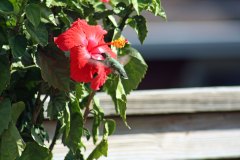 hummingbird at hibiscus flower
