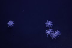 purple jellyfish