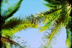 palm trees