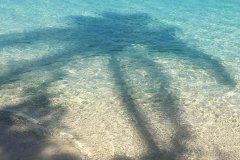 palm tree shadow in water