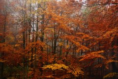 red orange trees