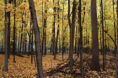 yellow trees in forest