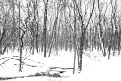 trees in snowy forest