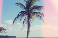 palm tree with light leak
