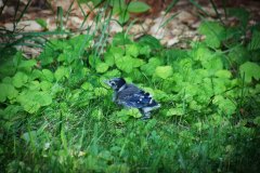 baby bluejay in grass