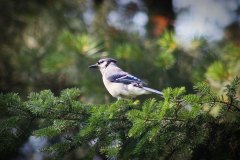 bluejay in tree