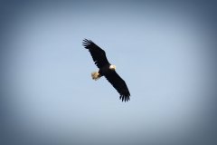 soaring bald eagle