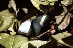 blue butterfly
