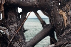 looking through wood to lake superior