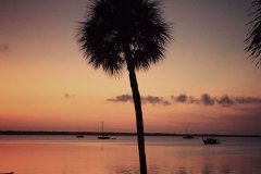 palm tree at sunset