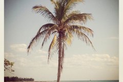 palm tree