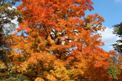 orange yellow tree