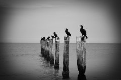 birds on posts