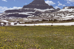 mountain and flowers glacier montana