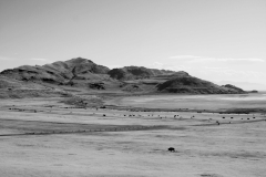 black and white bison and mountains utah