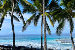 palm trees in hawaii