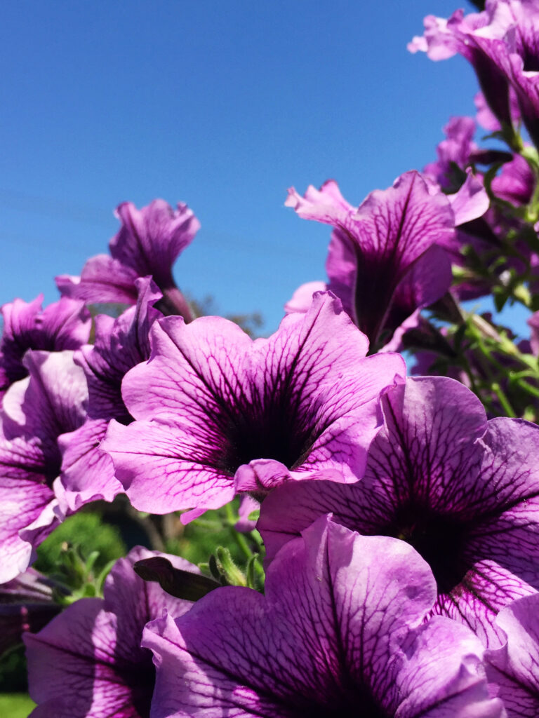 purple petunias